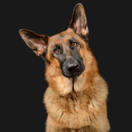 German shepherd purina outlet